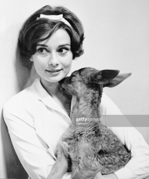 (Original Caption) Actress Audrey Hepburn gets a kiss from her pet fawn, IP, in her home. Audrey Hepburn is married to actor Mel Ferrer.